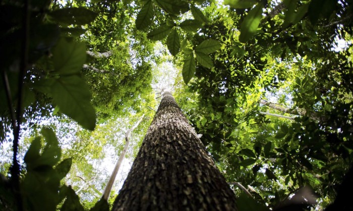 Brasil apresenta na COP proposta para manter florestas tropicais em pé