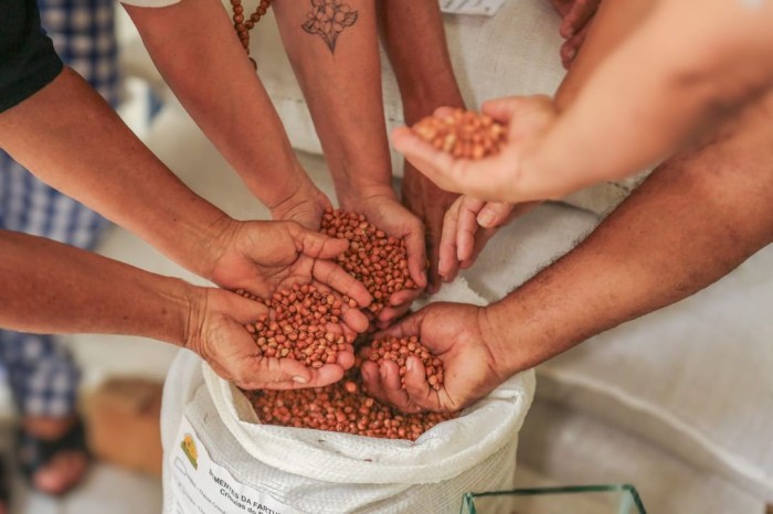 SAF entrega mais de duas toneladas de sementes de milho e feijão para agricultores de 11 municípios do Piauí