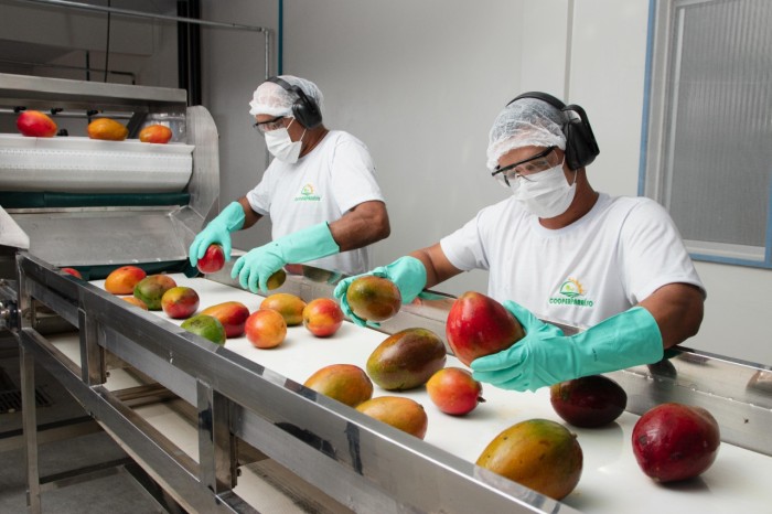 Exportações de frutas da Bahia superam 1 bilhão de reais até novembro