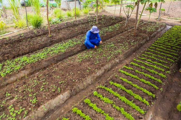 Projetos que irão investir R$ 1 bilhão na agricultura familiar iniciam execução em 2024