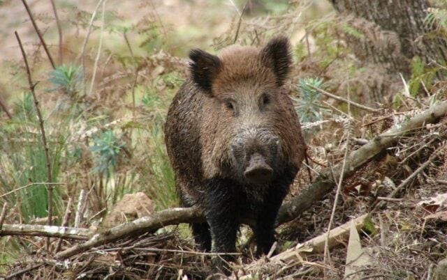 Lei que autoriza o controle e manejo sustentável dos javalis é sancionada em Santa Catarina