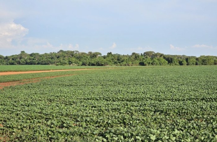 Plantio da safra de soja é prorrogado até o dia 13 de janeiro em Mato Grosso do Sul
