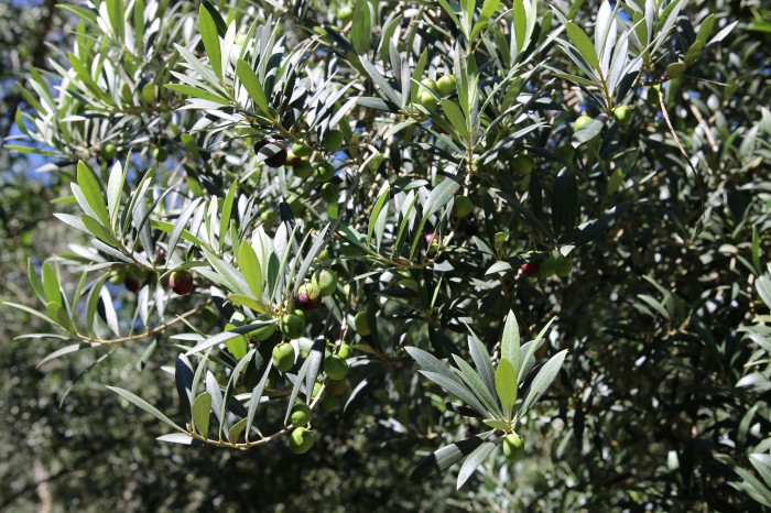 Serra da Mantiqueira se prepara para a safra das oliveiras