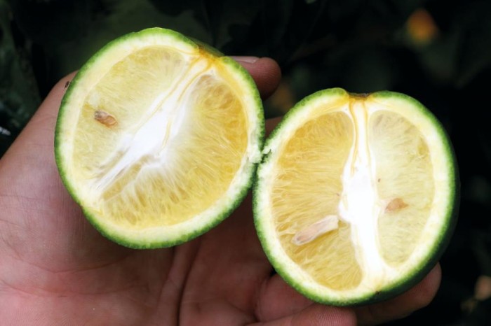 Prazo para citricultores entregarem o relatório de Greening acaba dia 15 de janeiro
