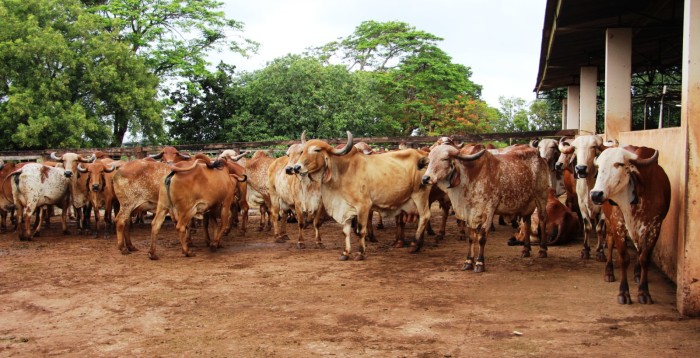 Campo Experimental da Epamig em Uberaba é referência Melhoramento Genético do Gir Leiteiro