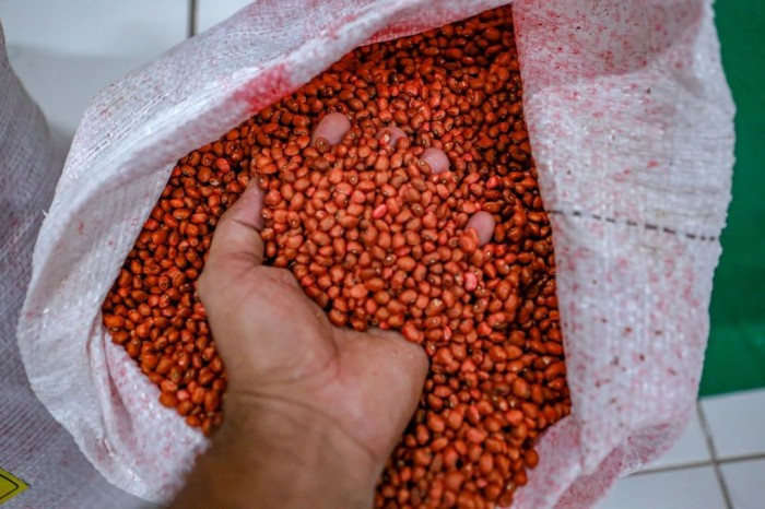 SAF entrega alimentos, sementes e mudas em comunidade indígena de Lagoa de São Francisco nesta sexta (12)