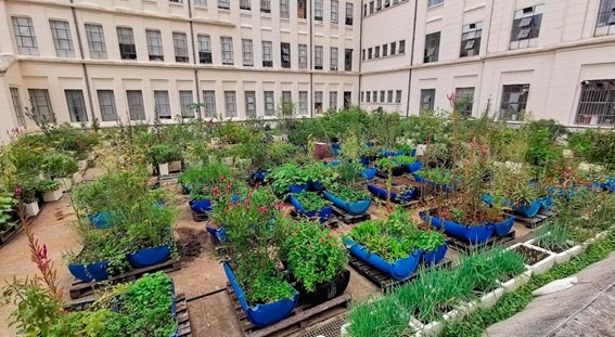 Fapesp: agricultura urbana pode ser resposta criativa à crise climática
