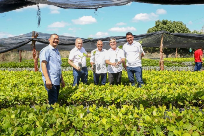 SAF inicia distribuição de mudas de caju para agricultores familiares do Piauí