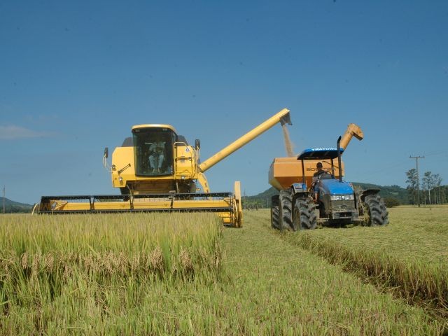Abertura oficial da colheita do arroz de SC ocorre nesta quinta-feira, em Massaranduba