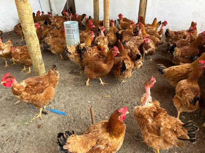 Avicultura baiana cresce acima da média nacional e lidera produção no Nordeste