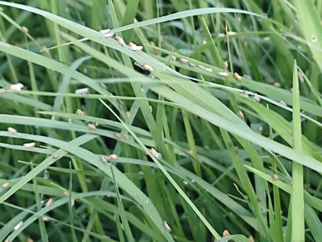 Pesquisadores identificam nova praga de pastagens em Santa Catarina