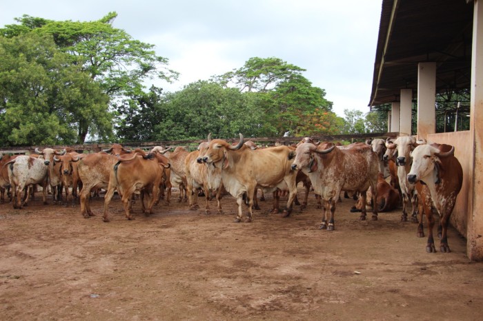 Cochos automatizados vão ajudar nas pesquisas da Epamig em bovinocultura