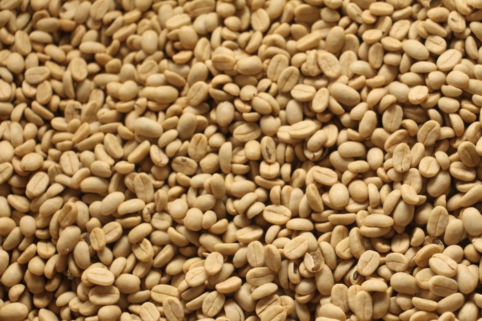 Epamig disponibiliza sementes de café de alta qualidade para produtores