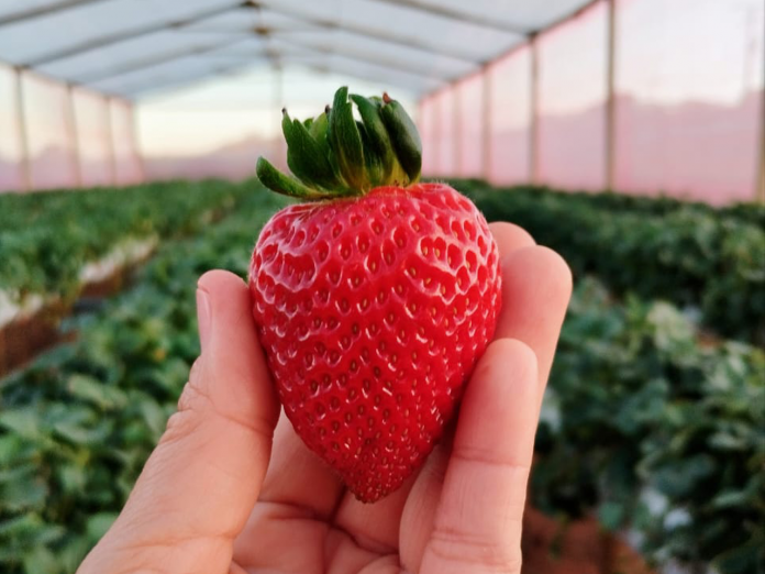 Mucugê terá projeto de cultivo de morangos para mulheres agricultoras em parceria com a CAR