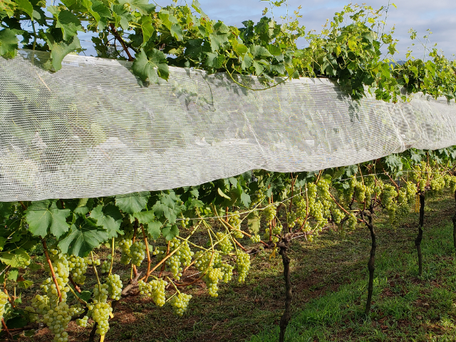 Epagri aprova uvas para produção de vinhos finos mais sustentáveis em SC