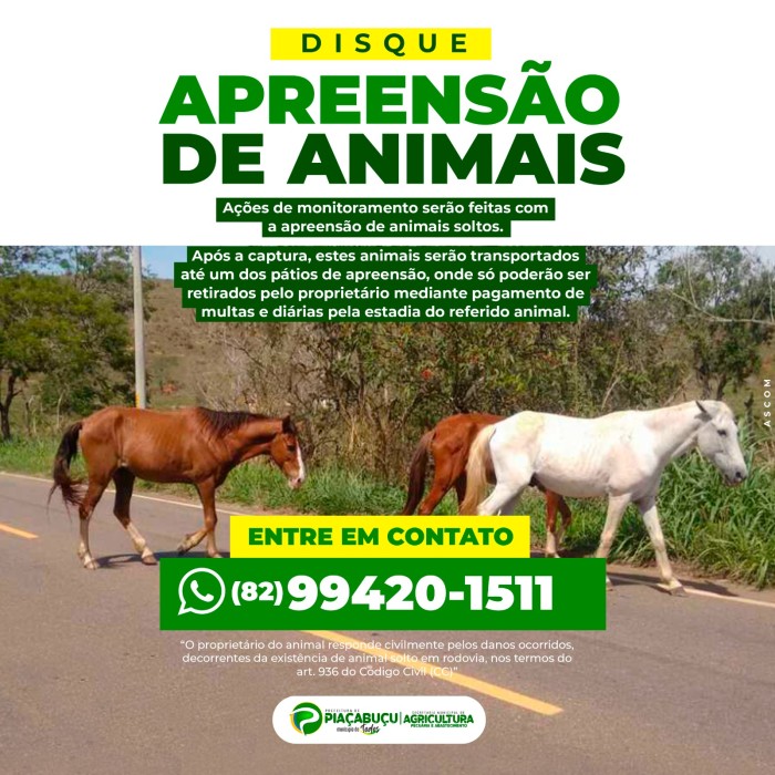 Disk Apreensão: Prefeitura intensifica ações de combate a animais solto em rodovia