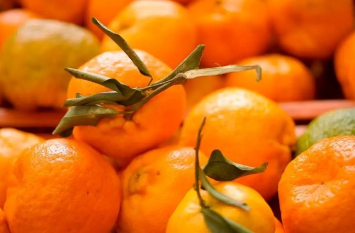 Doença greening: Iagro alerta sobre riscos na compra de mudas irregulares em MS