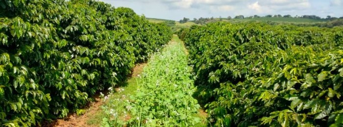 Agricultura incentiva uso de plantas de cobertura para proteção do solo em lavouras 