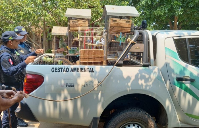Meio Ambiente: Semma apreende 27 pássaros que sofriam maus-tratos no núcleo São Félix