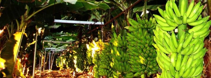 Técnicos da Emater discutem novidades da fruticultura no Norte de Minas