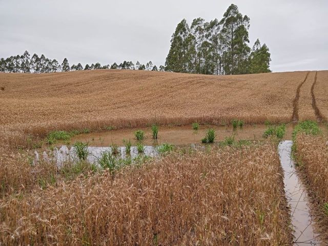 Epagri/Cepa estima redução na produção de diferentes culturas em função das chuvas