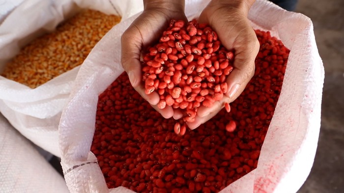 SAF entrega sementes a agricultores familiares de 24 municípios do Território Chapada das Mangabeiras